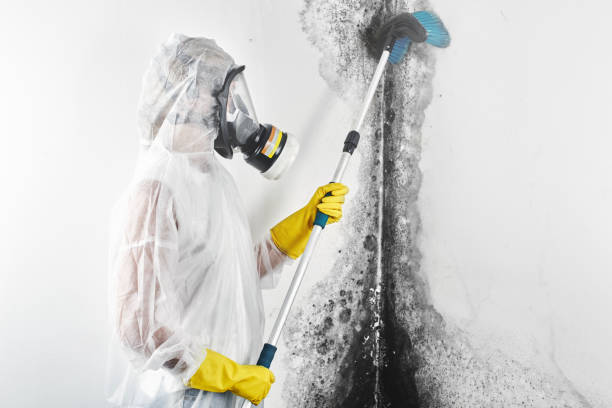 Best Forensic Mold Investigation  in Verona, VA