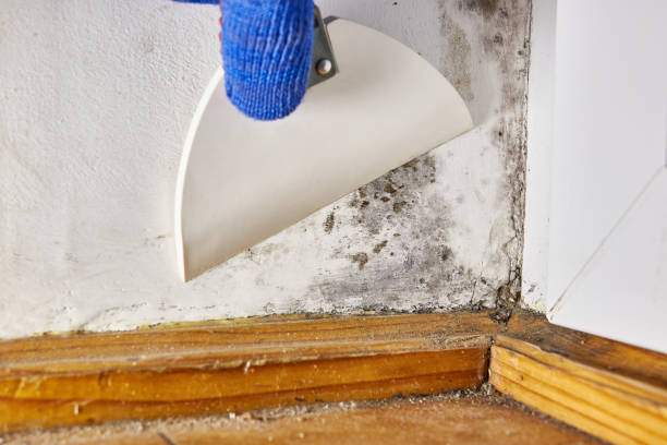 Mold Remediation for Vacation Homes